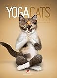 Image de Yoga Cats 2015