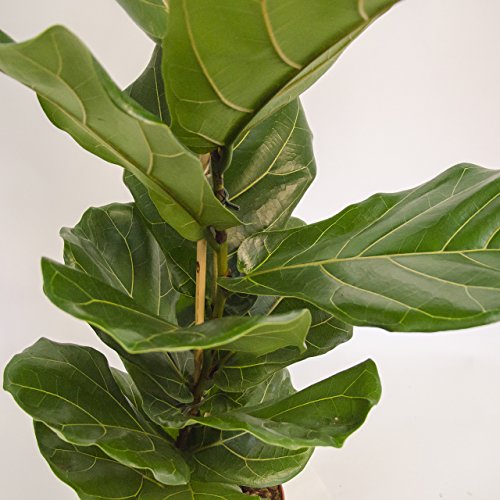 Inter Flowers-Ficus lyrata ,Geigenfeige ,Geigenficus , 60-70cm +/- Topfgröße 17 cm - 4