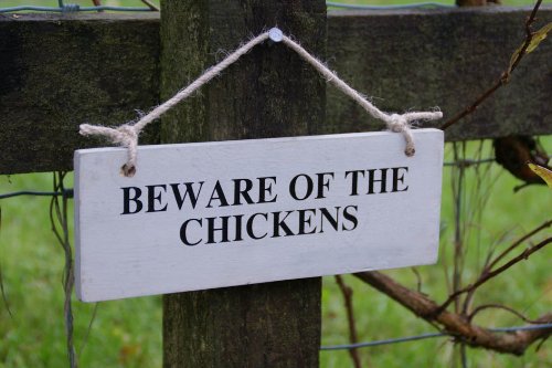 Gartenschild "Garden", Holz, Mit Englischer Aufschrift "Beware of the Chickens"