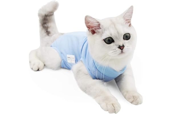 caring for cat with elizabethan collar