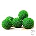Produktbild Marimo Mooskugel X 5 + 1 GRATIS. -live Rare einfach Decor Pflanze. Sie sind die Living Moos Ball. (Schiff von USA) nur legen Sie sie in Wasser Behälter ein, und erstellen Sie Ihre eigenen Wasser Garten.