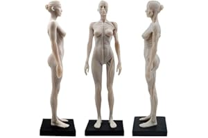 SUNATURE Figura anatomica umana femminile, modello di anatomia dell'arte, 25 cm, colore: Bianco