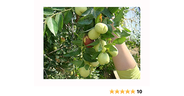 Rare Fruit Chinese Date Ziziphus Jujuba Dongzao Rounded Fruited 15cm Tall Starter Plant In A 8cm Pot Laboratory Cloned Freshly Potted Rarely Offered Fully Hardy Amazon Co Uk Garden Outdoors