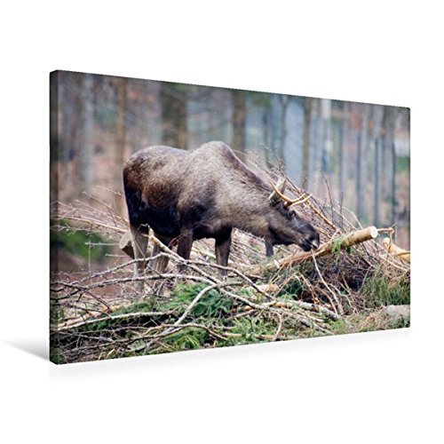 Premium Textil-Leinwand 75 cm x 50 cm quer, Elch | Wandbild, Bild auf Keilrahmen, Fertigbild auf echter Leinwand, Leinwanddruck (CALVENDO Tiere)