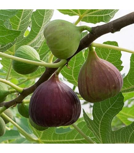 Albero Di Fico Nero Brogiotto - Pianta Da Frutto Vera Per Esterno, H 150cm - Foto 5