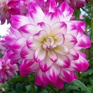 FERNSFLY Flower Bulbs IMP. Dahlia | Dhalia | Dahalia Perennial Flower Bulbs Excellent Quality Attractive Aromatic Flower Home Outdoor Gardening Flowering Bulbs (Pack Of 1 The Who Dun It)