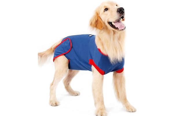 best dog apparel