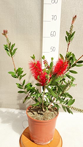 Callistemon Australischer Lampenputzer Zylinderputzer Zierpflanze Zitronenduft – verschiedene Größen (50-70cm – 3 Ltr.) - 4