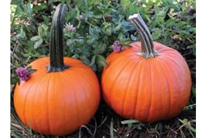 ROOT SOURCE Small Pumpkin Plug Plants "Grow Your Own" Fruit 'Ready to Plant Now' Young Vegetable Plants (3, Small)