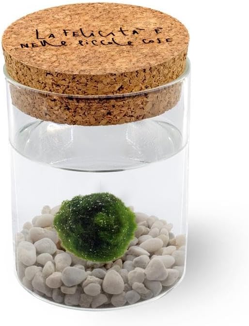 Foire Aux Questions Essentielles sur le KAKI La Felicità è Nelle Piccole Cose Marimo