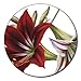 Produktbild Jason Amaryllis Coasters - Set of 6 - Round by Jason