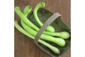 LE GEORGICHE Zucca o zucchetta trombetta d'Albenga (Semente)