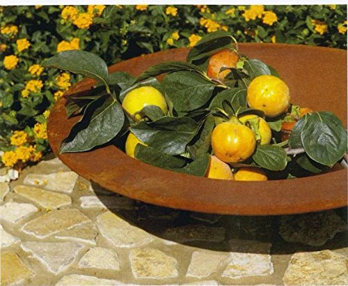 Runde Rostschale - Klein - Durchmesser 30cm - Indoor & Outdoor - Gartendekoration