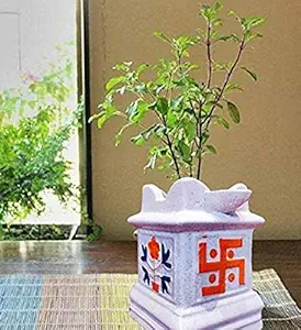 Niyara Ceramic Pot, White, 9 inch, 1 Piece