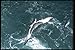 Produktbild 103038 Swallow Tailed Gull In Flight A4 Photo Poster Print 10x8