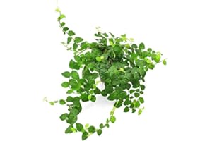 DECOALIVE Ficus Pumila - Planta Natural de Interior con Hojas Colgantes
