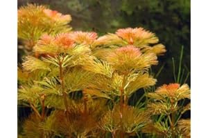 PONDPLANTSUK Cabomba Piauhyensis - submerged - Aquarium 20 Strands