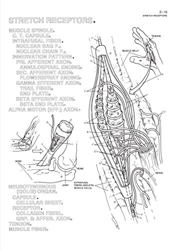 The Human Brain Coloring Book (Coloring Concepts Series)