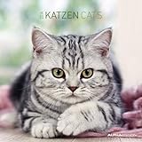 Katzen 2014 Broschürenkalender by 