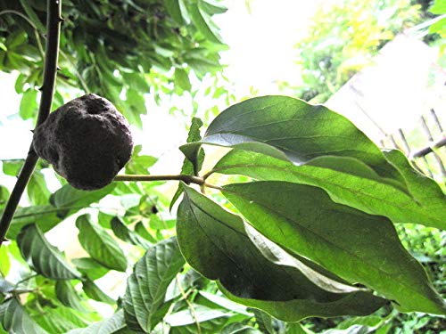 Preisvergleich Produktbild Generic Seeds: 3 Seed pentaphylla L Local Seasonal Fruits of Thailand, Thai