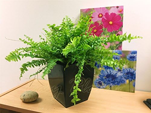 Life Improver 1 Easy Plants® Boston Fern Table Plant @ Gloss Black Milano Square Pot