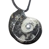 Goniatit Anhänger versteinertes fossiles Gehäuse eines Kopffüßlers