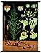 Produktbild Ackerschachtelhalm - Lehrtafel - Dekoposter - 85 cm x 120 cm auf Leinwand mit Holzstäben - Wanddekoration - Poster - Naturtafel