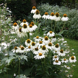 Sonnenhut 'Alba' - Echinacea purpurea 'Alba' - Beetstaude