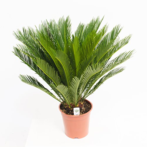 Cycas Revoluta 70cm +/- ,Palmfarn – Sagopalme, Topfgröße 15 cm - 4