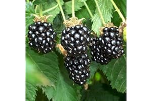 NATURAVIVA BASSANO PIANTA DI MORE SENZA SPINE " THORNLESS EVERGREEN®" 100% BIOLOGICA (3 piante)