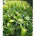 Golden Bloom Desi betel leaf Plant/Pan Plant Pack Of 1 Plant
