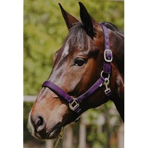 ELDORADO Nylonhalfter Lea - lila - Warmblut