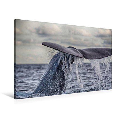 Premium Textil-Leinwand 90 cm x 60 cm quer, Pottwal vor dem Tauchgang | Wandbild, Bild auf Keilrahmen, Fertigbild auf echter Leinwand, Leinwanddruck (CALVENDO Natur)