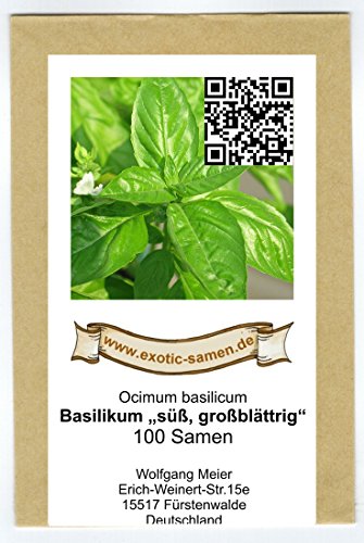Ocimum basilicum – Basilikum süß, großblättrig – 100+ Samen - 2