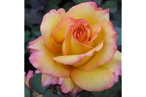 GIFTAPLANT Rose Freddie Mercury -Superb Plant & Rose Gift for Fans of Freddie and Pop Group Queen for Birthdays & All Occasions