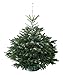 Produktbild Echter Weihnachtsbaum Nordmanntanne H=ca. 1,45-1,60 m Premium frisch geschlagen
