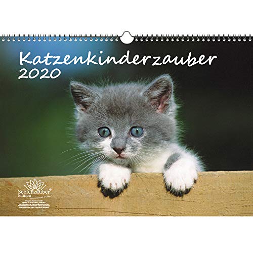 Preisvergleich Produktbild Katzenkinderzauber DIN A3 Kalender 2020 Katzenkinder Katzenbabys und zusätzlich 1 Grußkarte - Seelenzauber
