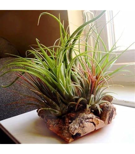 Live Tillandsia Caput-Medusae Air Plant – Easy Care, No Soil Needed, For Indoor Terrariums & Home Decor