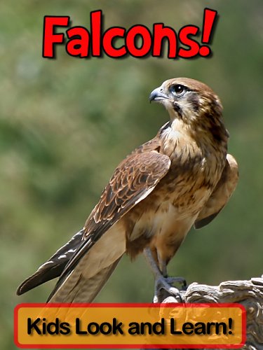 Falcons! Learn About Falcons and Enjoy Colorful Pictures - Look and Learn! (50+ Photos of Falcons) (English Edition) livre