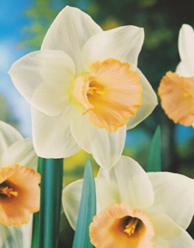 50 DAFFODIL SALOME BULBS (WHITE WITH PINK CENTRE CUP) FOR BORDER PATIO ROCKERY GARDEN PERENNIAL PLANT