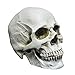 Produktbild Aohro Small Life Size Realistische Replik Human Skull Head Halloween Dekoration Zubehör Home Desk Bars Decoration Ornament Prop Modell