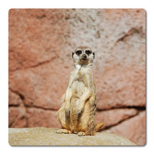 Addies Glas-Untersetzer 6-tlg.Set bedruckt Motiv „ERDMÄNNCHEN“ Komplett-Set in hochwertiger Klarsicht-Geschenkbox und Korkrückseite, Tier-Motiv - 3