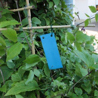 Blautafeln - Blausticker 20 Stück/5x12 cm - Leimtafeln für geflügelte Thrips