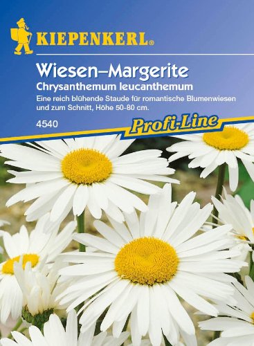 Margeriten 'Wiesen-Margerite'