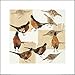 Produktbild 1art1 95501 Fasane - Pheasants, Julia Burns Poster Kunstdruck 40 x 40 cm