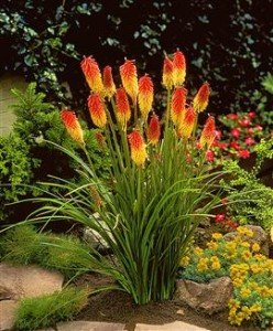 Fackellilie 10 Samen (Kniphofia uvaria)