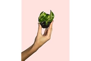 Hoya Carnosa Mini | Plantas Naturales Interior | Pur Plant
