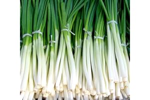 SEEDVILLE 300 Evergreen Nebuka Tasser Oignon japonais Ciboule Graines de légumes