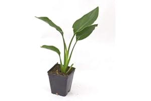 MONDOPIANTE Pianta Sterlizia Reginae vaso 7cm, Altezza 10/15cm