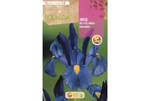 ROCALBA Iris de Holanda Blue Magic, Azul Intenso. Blister 10 bulbos, Claibre 7/8